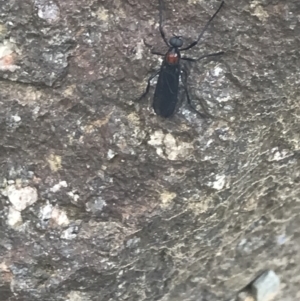 Plecia sp. (genus) at Cotter River, ACT - 29 Dec 2021 03:59 PM