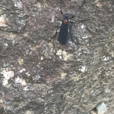Plecia sp. (genus) (Lovebug Fly) at Namadgi National Park - 29 Dec 2021 by Tapirlord