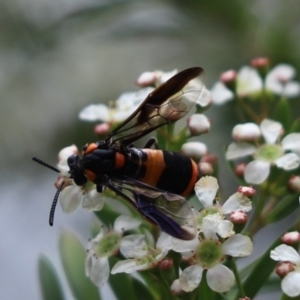 Pterygophorus cinctus at Cook, ACT - 9 Jan 2022 11:58 AM