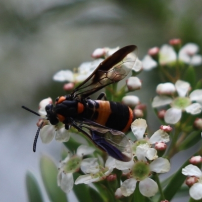 Pterygophorus cinctus (Bottlebrush sawfly) at Cook, ACT - 9 Jan 2022 by Tammy