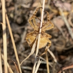 Backobourkia sp. (genus) (An orb weaver) at Fentons Creek, VIC - 9 Jan 2022 by KL