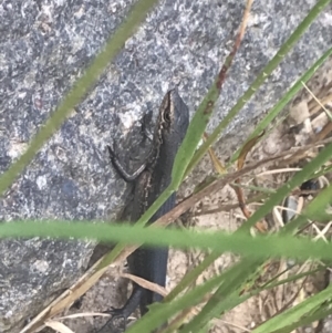 Pseudemoia entrecasteauxii at Cotter River, ACT - 29 Dec 2021 04:00 PM