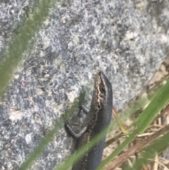 Pseudemoia entrecasteauxii at Cotter River, ACT - 29 Dec 2021 04:00 PM