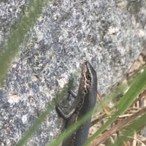 Pseudemoia entrecasteauxii at Cotter River, ACT - 29 Dec 2021 04:00 PM