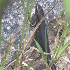 Pseudemoia entrecasteauxii at Cotter River, ACT - 29 Dec 2021 04:00 PM