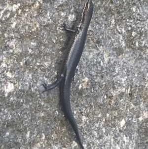 Pseudemoia entrecasteauxii at Cotter River, ACT - 29 Dec 2021 04:00 PM