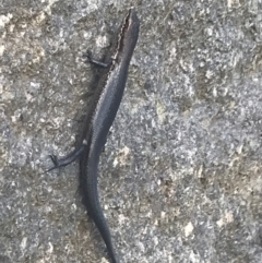 Pseudemoia entrecasteauxii at Cotter River, ACT - 29 Dec 2021 04:00 PM