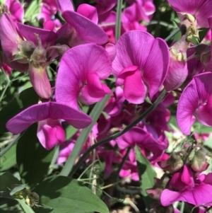 Lathyrus latifolius at Hughes, ACT - 30 Dec 2021