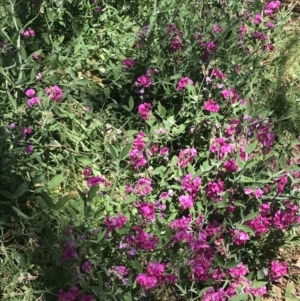 Lathyrus latifolius at Hughes, ACT - 30 Dec 2021