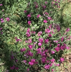 Lathyrus latifolius at Hughes, ACT - 30 Dec 2021