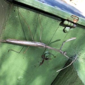 Archimantis latistyla at Hughes, ACT - 9 Jan 2022 05:20 PM