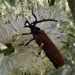 Porrostoma rhipidium (Long-nosed Lycid (Net-winged) beetle) at Murrumbateman, NSW - 31 Dec 2021 by SimoneC