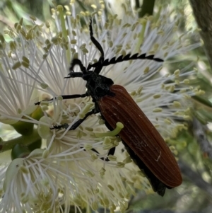 Porrostoma rhipidium at Murrumbateman, NSW - 31 Dec 2021