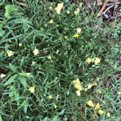 Crepis capillaris (Smooth Hawksbeard) at Hughes Garran Woodland - 7 Jan 2022 by ruthkerruish