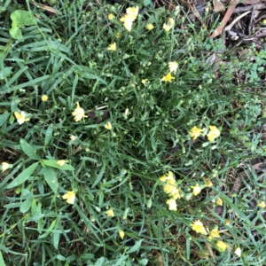 Crepis capillaris at Hughes, ACT - 8 Jan 2022 10:06 AM