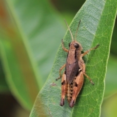 Phaulacridium vittatum (Wingless Grasshopper) at Cook, ACT - 9 Jan 2022 by Tammy