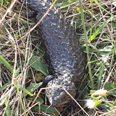 Tiliqua rugosa (Shingleback Lizard) at Throsby, ACT - 9 Jan 2022 by Dollie