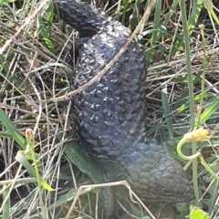 Tiliqua rugosa at Throsby, ACT - 9 Jan 2022 06:00 PM