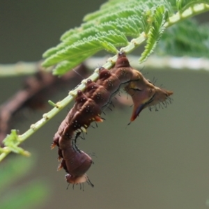 Neola semiaurata at Cook, ACT - 9 Jan 2022