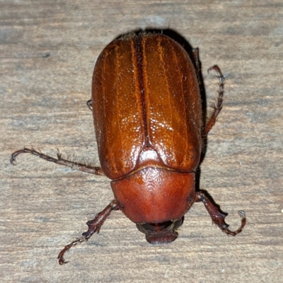 Rhopaea sp. (genus) (Pasture scarab) at Kambah, ACT - 9 Jan 2022 by HelenCross