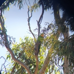 Polytelis swainsonii (Superb Parrot) at Goorooyarroo NR (ACT) - 9 Jan 2022 by Dollie