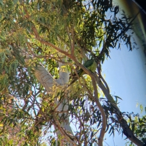 Polytelis swainsonii at Throsby, ACT - suppressed