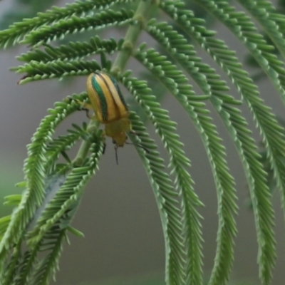 Calomela juncta (Leaf beetle) at Cook, ACT - 9 Jan 2022 by Tammy