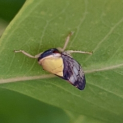 Brunotartessus fulvus (Yellow-headed Leafhopper) at Kambah, ACT - 8 Jan 2022 by HelenCross