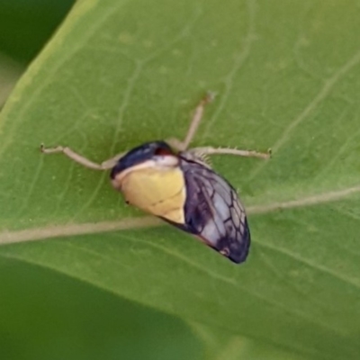 Brunotartessus fulvus (Yellow-headed Leafhopper) at Kambah, ACT - 8 Jan 2022 by HelenCross