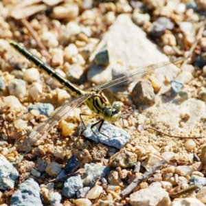 Austrogomphus guerini at Googong, NSW - 9 Jan 2022