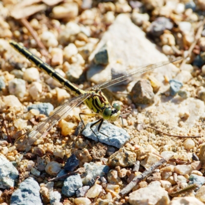 Austrogomphus guerini (Yellow-striped Hunter) at Googong, NSW - 9 Jan 2022 by regeraghty