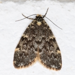 Halone coryphoea (Eastern Halone moth) at Melba, ACT - 2 Nov 2021 by kasiaaus