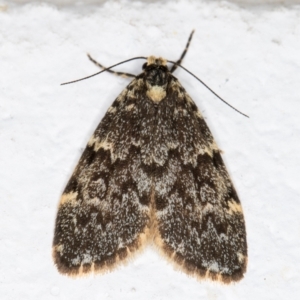 Halone coryphoea at Melba, ACT - 2 Nov 2021 09:41 PM