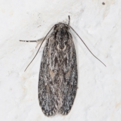 Phylomictis sarcinopa (A Stenomatidae moth) at Melba, ACT - 2 Nov 2021 by kasiaaus