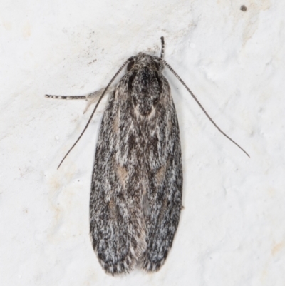 Phylomictis sarcinopa (A Stenomatidae moth) at Melba, ACT - 2 Nov 2021 by kasiaaus