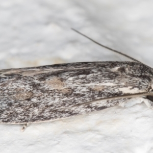 Phylomictis sarcinopa at Melba, ACT - 2 Nov 2021