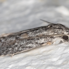 Phylomictis sarcinopa at Melba, ACT - 2 Nov 2021