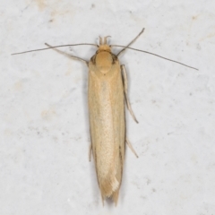 Philobota protecta (A concealer moth) at Melba, ACT - 2 Nov 2021 by kasiaaus