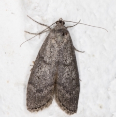 Heteromicta pachytera (Galleriinae subfamily moth) at Melba, ACT - 2 Nov 2021 by kasiaaus