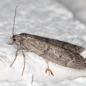 Heteromicta pachytera at Melba, ACT - 2 Nov 2021 09:43 PM