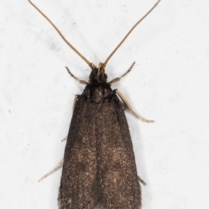 Lecithocera terrigena at Melba, ACT - 2 Nov 2021