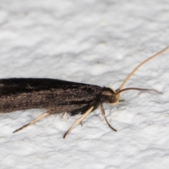 Lecithocera terrigena at Melba, ACT - 2 Nov 2021