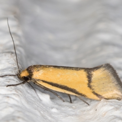 Philobota undescribed species near arabella (A concealer moth) at Melba, ACT - 2 Nov 2021 by kasiaaus