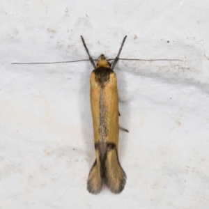 Philobota undescribed species near arabella at Melba, ACT - 2 Nov 2021