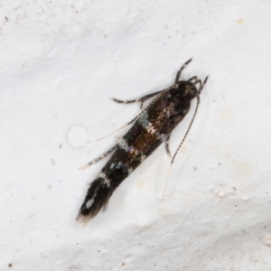 Stagmatophora argyrostrepta at Melba, ACT - 2 Nov 2021