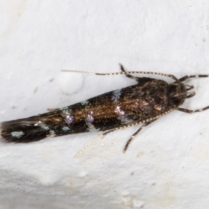 Stagmatophora argyrostrepta at Melba, ACT - 2 Nov 2021