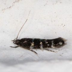 Stagmatophora argyrostrepta at Melba, ACT - 2 Nov 2021