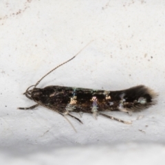 Stagmatophora argyrostrepta at Melba, ACT - 2 Nov 2021