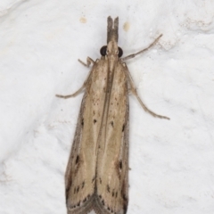 Faveria tritalis (Couchgrass Webworm) at Melba, ACT - 2 Nov 2021 by kasiaaus