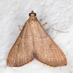 Endotricha ignealis (an Endotrichinae) at Melba, ACT - 2 Nov 2021 by kasiaaus